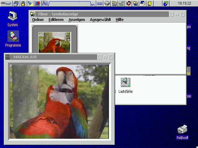 Warp film with two macaws