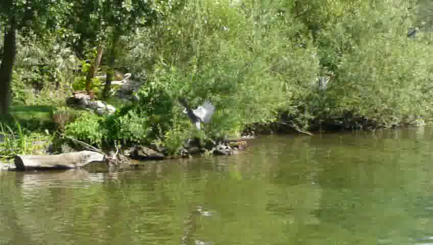 heron approaching the shore