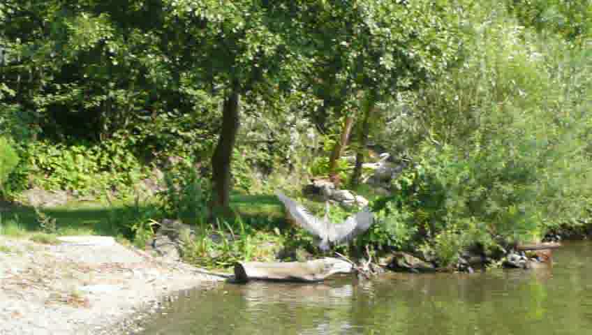 heron is landing on a trunk at the shore