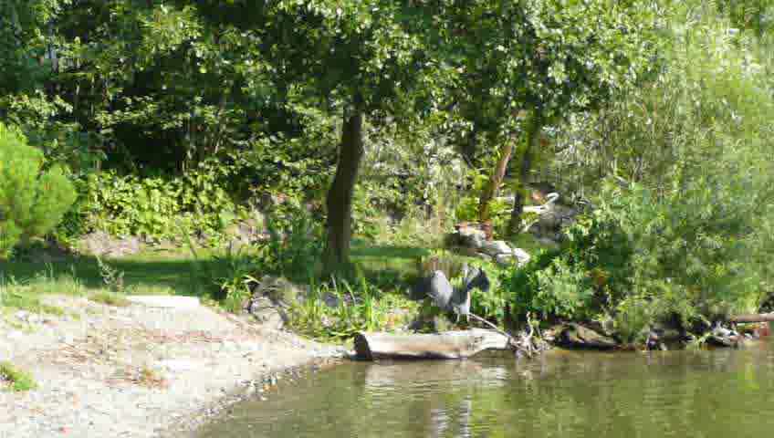 heron retracting his wings sitting on a trunk at the shore