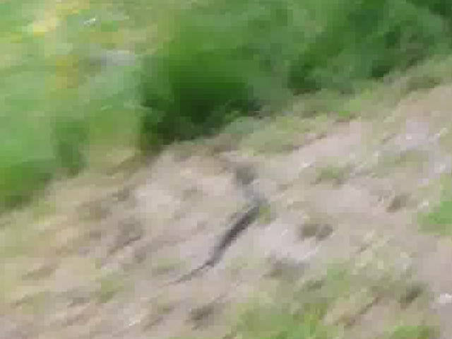 snake gouing away